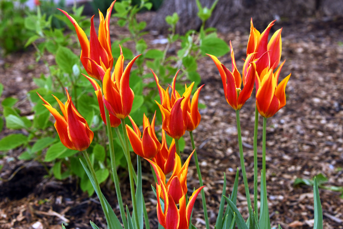 207 Unique tulip varieties in Scholte Gardens in Pella.JPG